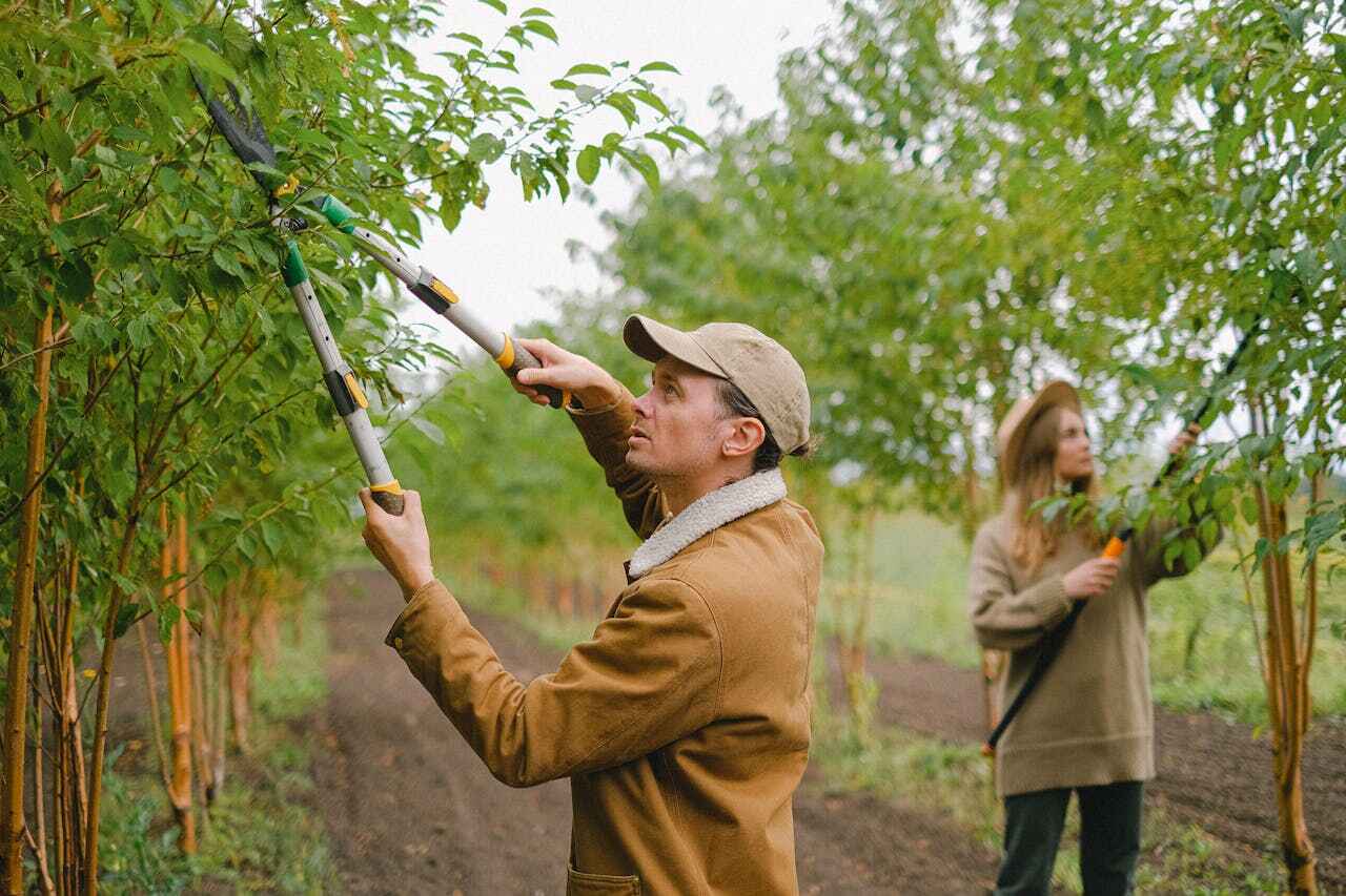 Best Emergency Tree Service  in Bellevue, MI